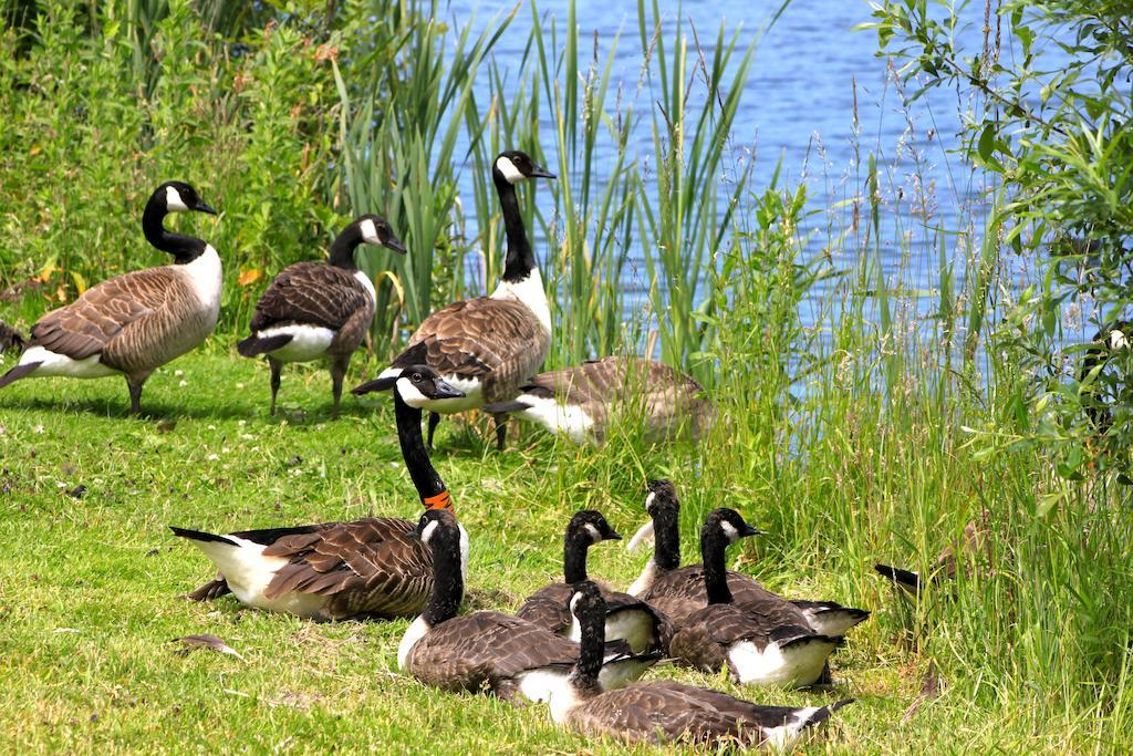 Lake Pochard Holiday Lodges South Cerney Værelse billede